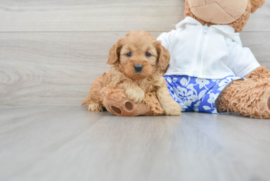 Cavapoo Pup Being Cute