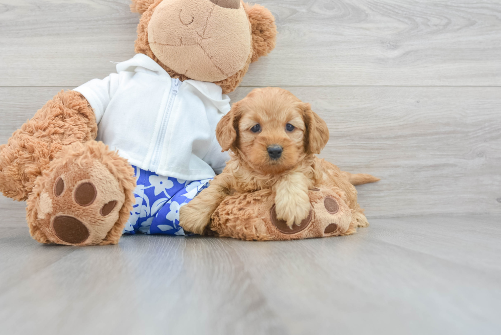 Fluffy Cavapoo Poodle Mix Pup