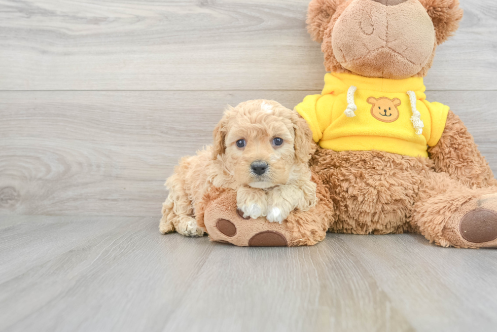 Energetic Cavoodle Poodle Mix Puppy