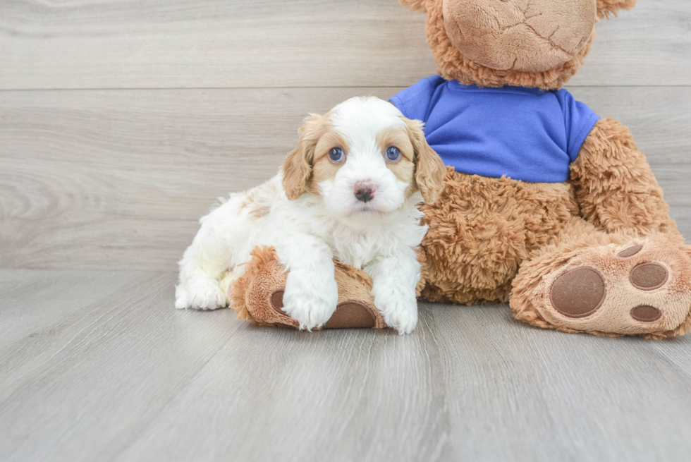 Petite Cavapoo Poodle Mix Pup