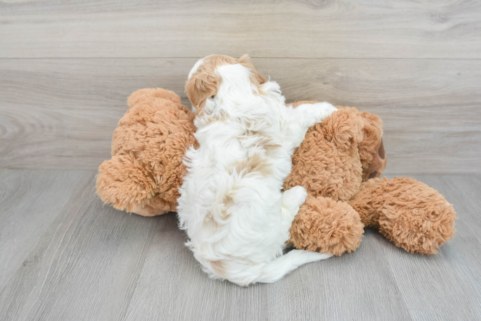 Popular Cavapoo Poodle Mix Pup