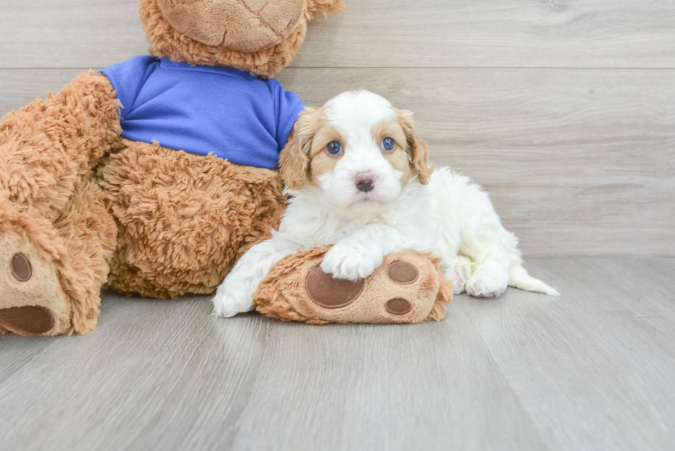 Hypoallergenic Cavoodle Poodle Mix Puppy