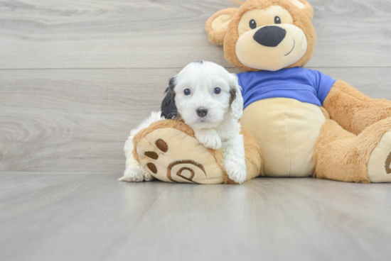 Fluffy Cavapoo Poodle Mix Pup