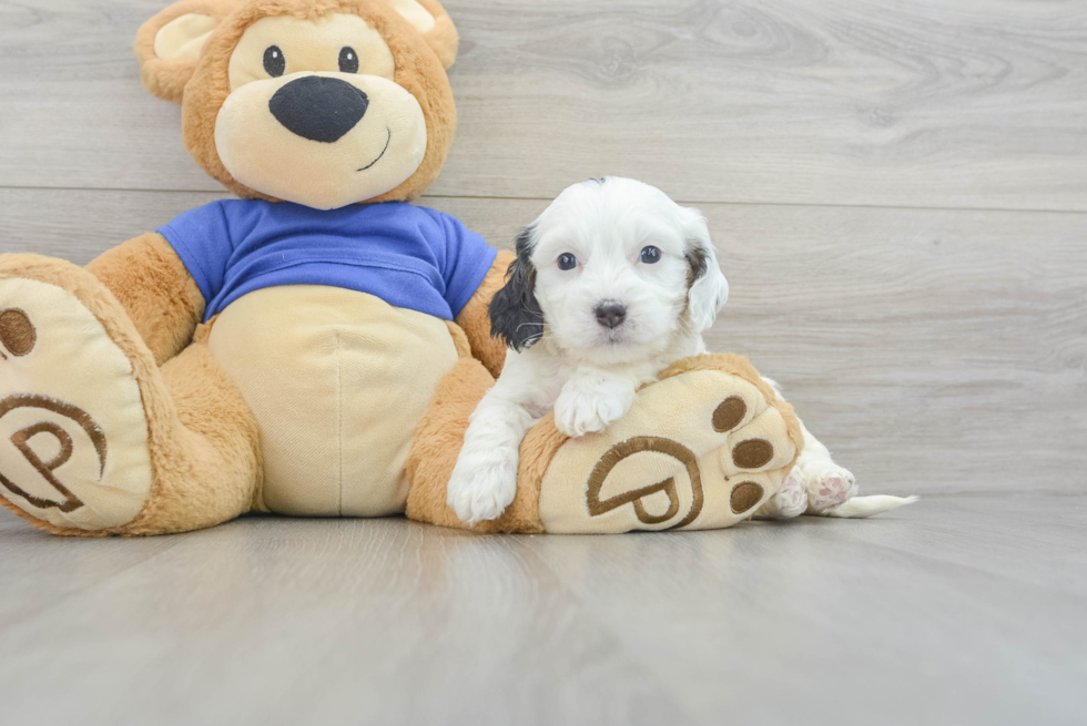 Cute Cavapoo Baby