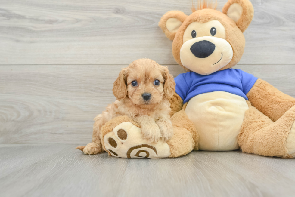 Funny Cavapoo Poodle Mix Pup