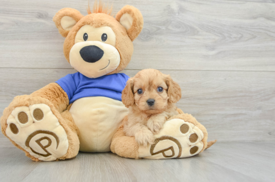 Little Cavipoo Poodle Mix Puppy