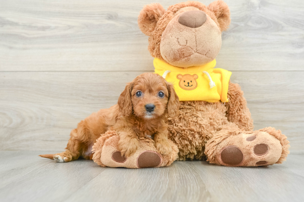 Sweet Cavapoo Baby