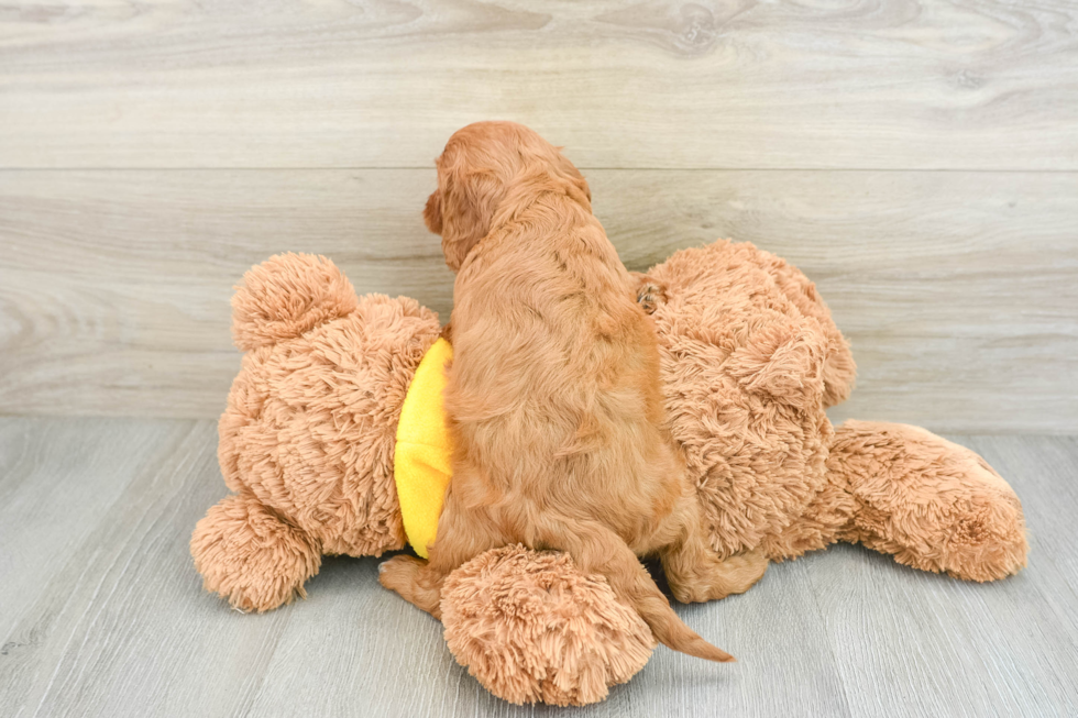 Cavapoo Puppy for Adoption