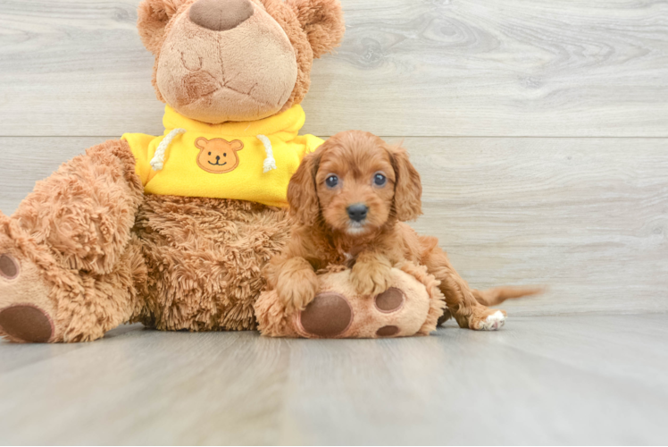 Popular Cavapoo Poodle Mix Pup