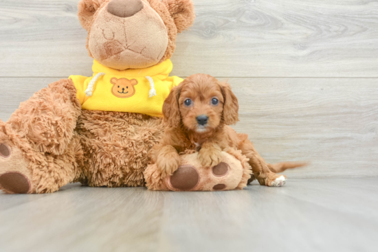 Popular Cavapoo Poodle Mix Pup