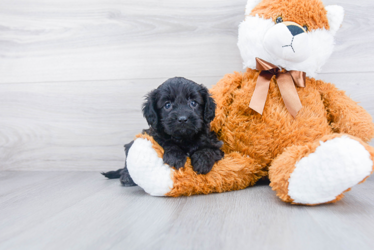 Cavapoo Pup Being Cute