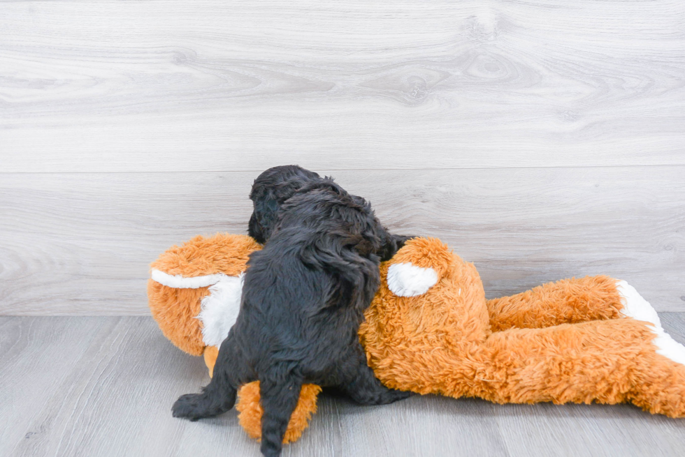 Cavapoo Pup Being Cute