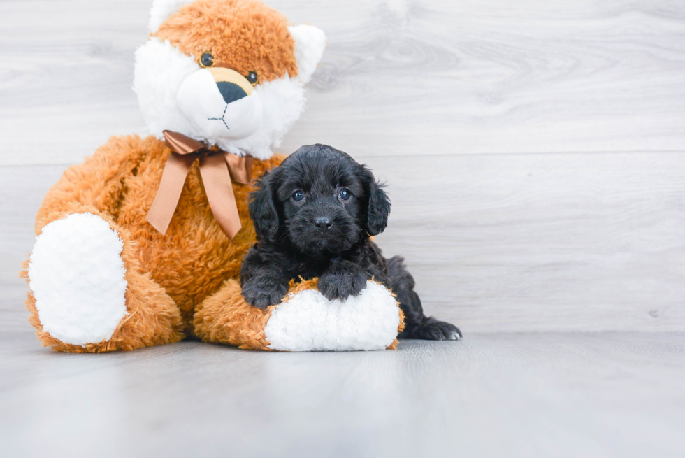 Friendly Cavapoo Baby