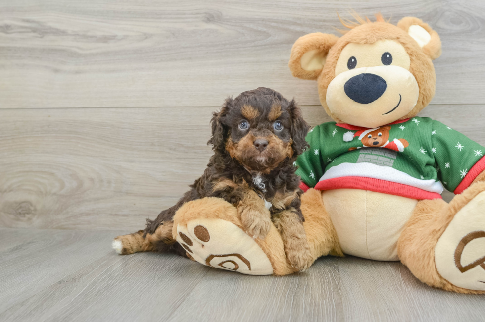 5 week old Cavapoo Puppy For Sale - Premier Pups