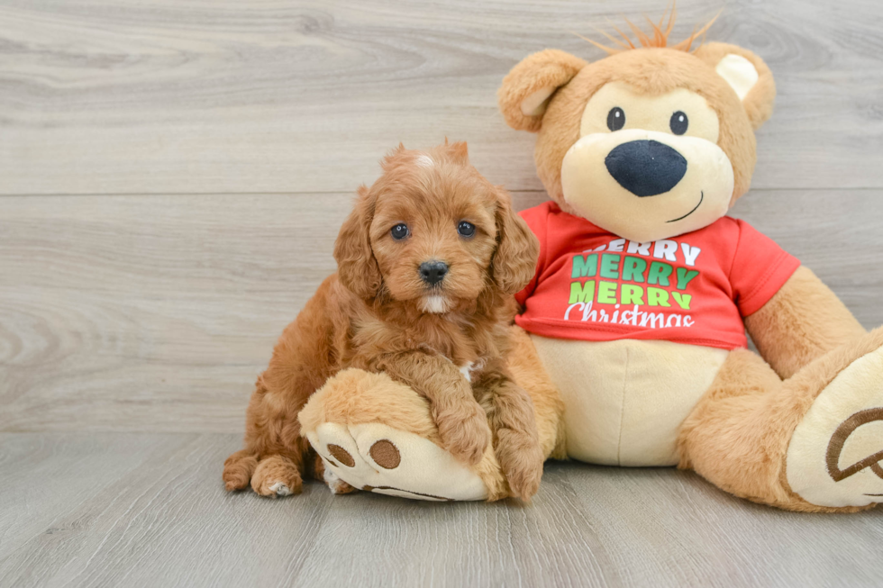 Cavapoo Pup Being Cute