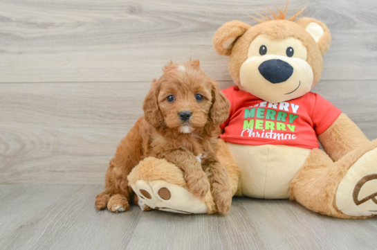 Cavapoo Pup Being Cute