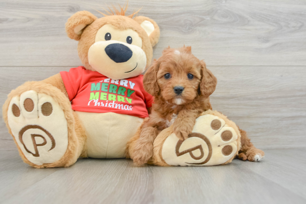 Funny Cavapoo Poodle Mix Pup