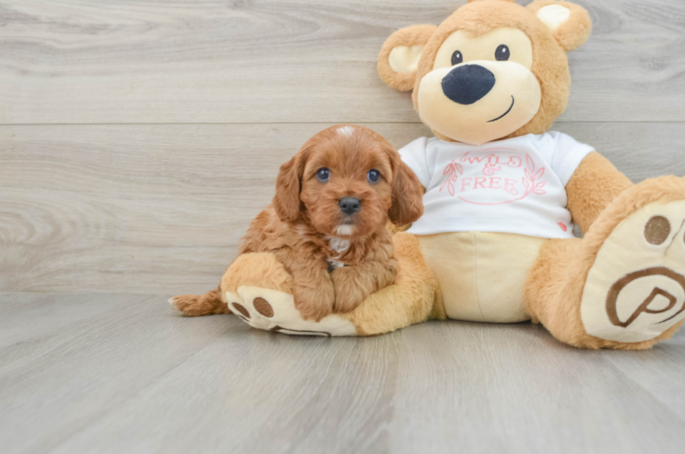 5 week old Cavapoo Puppy For Sale - Premier Pups