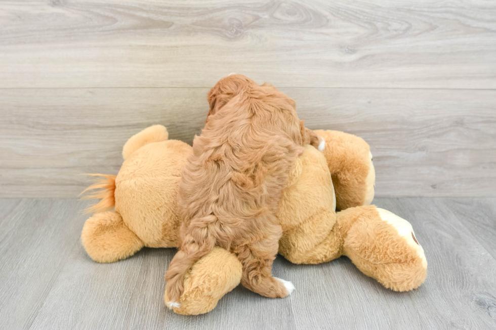 Cavapoo Pup Being Cute