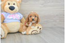 Cavapoo Pup Being Cute