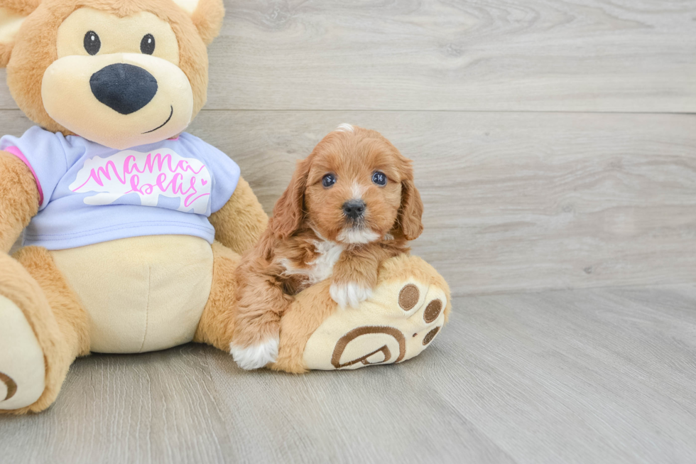 Cavapoo Pup Being Cute