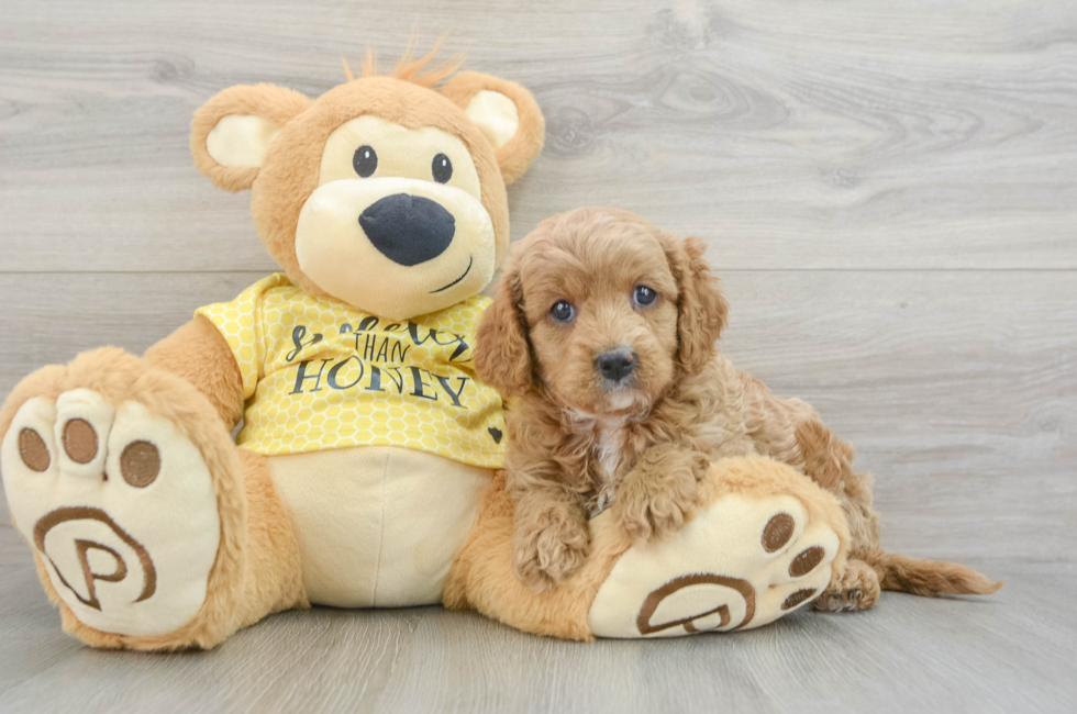 6 week old Cavapoo Puppy For Sale - Premier Pups