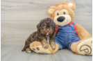 Energetic Cavoodle Poodle Mix Puppy