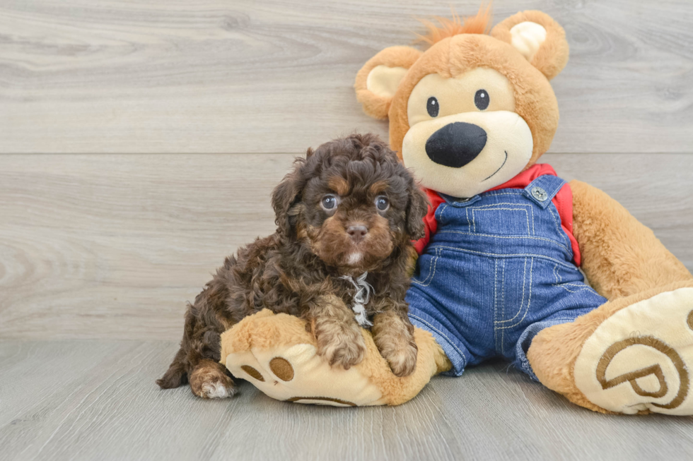 Energetic Cavoodle Poodle Mix Puppy