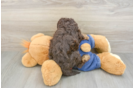 Best Cavapoo Baby