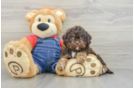 Little Cavipoo Poodle Mix Puppy