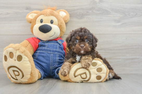 Little Cavipoo Poodle Mix Puppy
