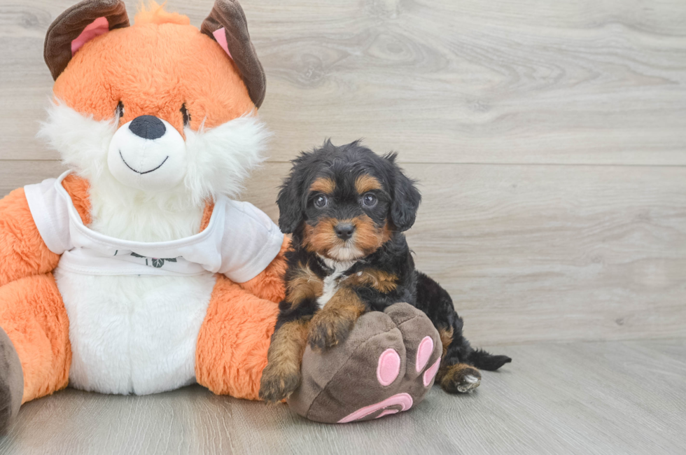 5 week old Cavapoo Puppy For Sale - Premier Pups