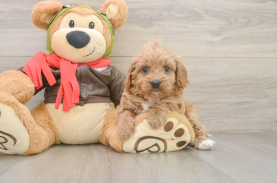 Hypoallergenic Cavadoodle Poodle Mix Puppy