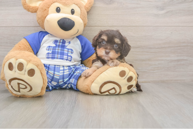 Best Cavapoo Baby