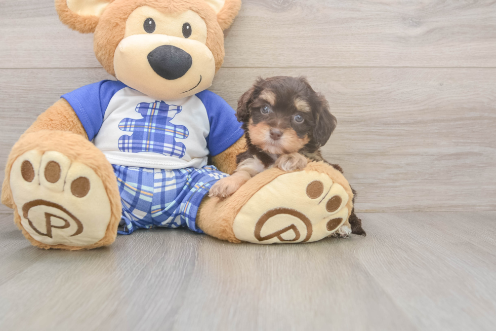 Best Cavapoo Baby