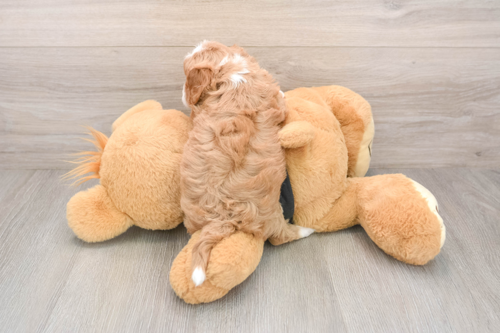 Smart Cavapoo Poodle Mix Pup