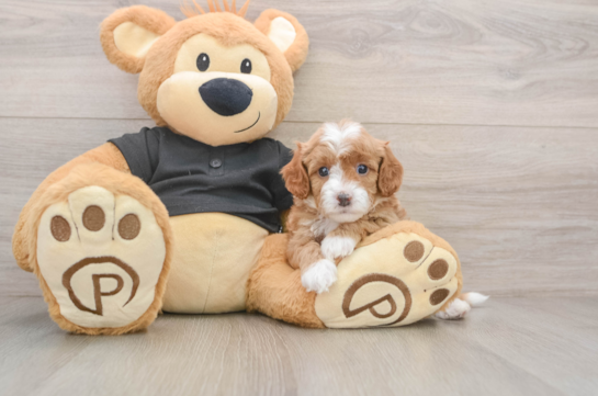 Cavapoo Puppy for Adoption