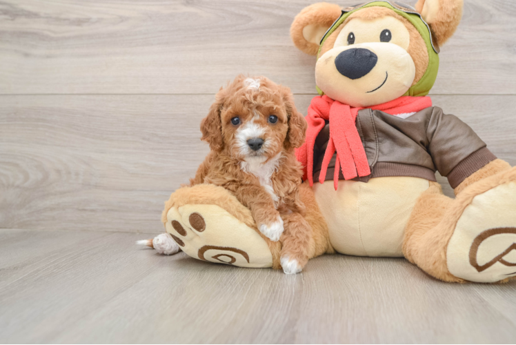 Cavapoo Puppy for Adoption