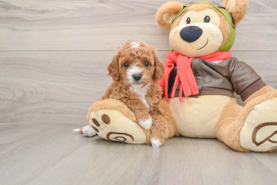 Cavapoo Puppy for Adoption