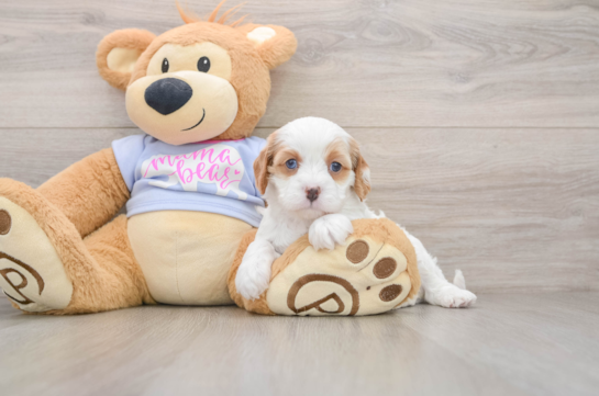 Little Cavipoo Poodle Mix Puppy