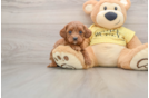 Petite Cavapoo Poodle Mix Pup
