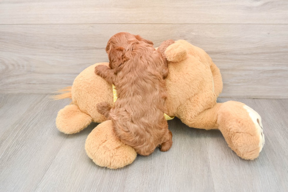Cavapoo Puppy for Adoption