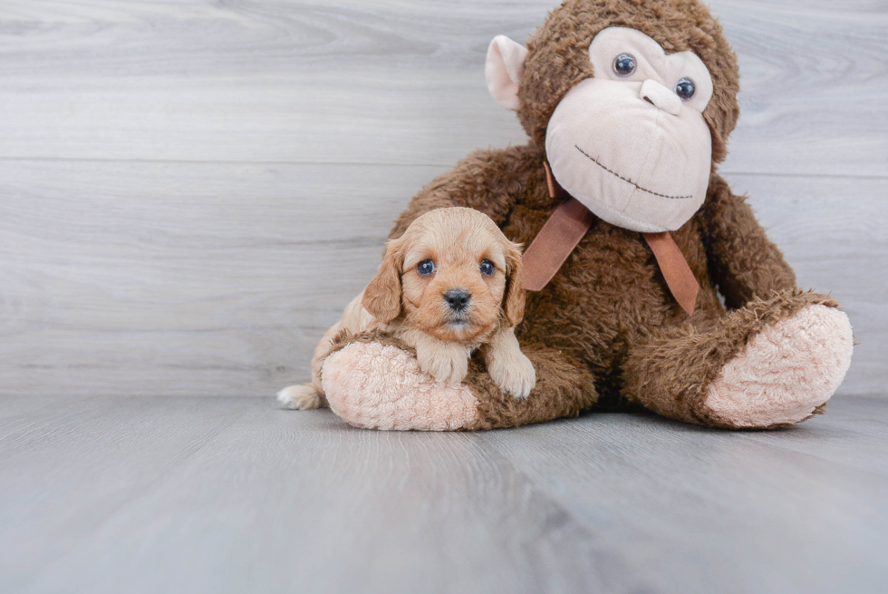 Small Cavapoo Baby