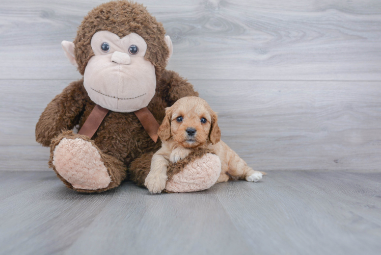 Cavapoo Puppy for Adoption