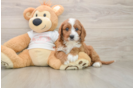 Cute Cavapoo Baby