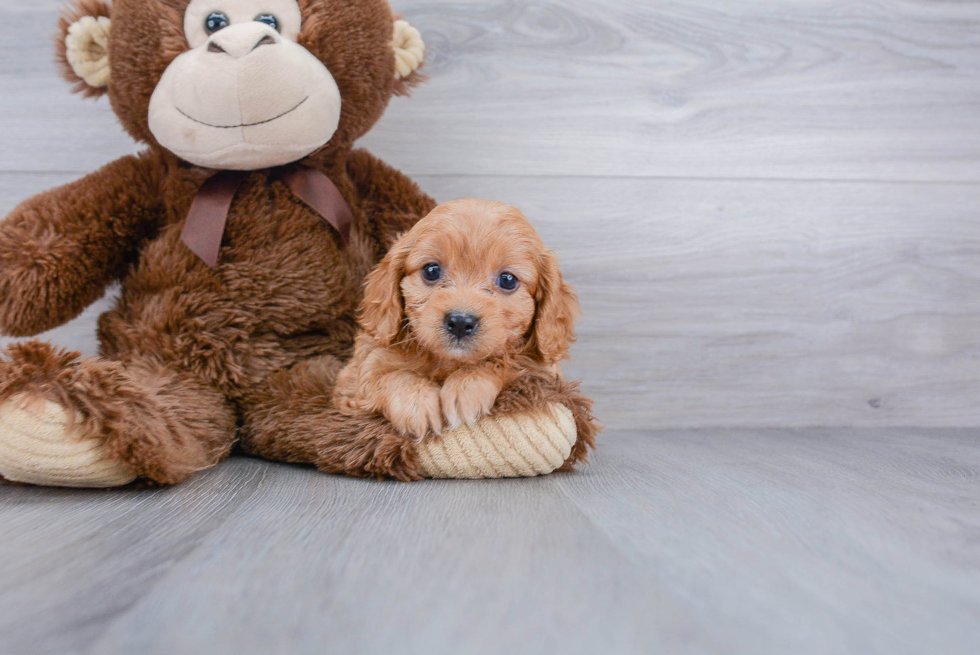 Little Cavoodle Poodle Mix Puppy