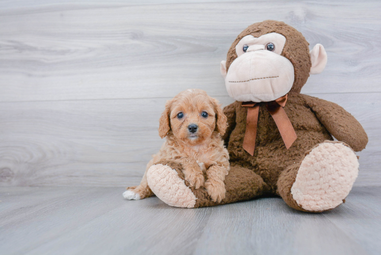 Popular Cavapoo Poodle Mix Pup