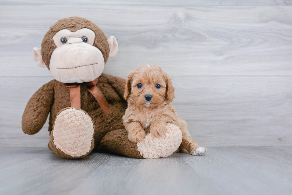 Best Cavapoo Baby