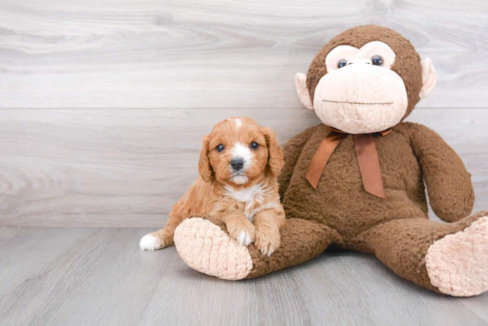 Friendly Cavapoo Baby