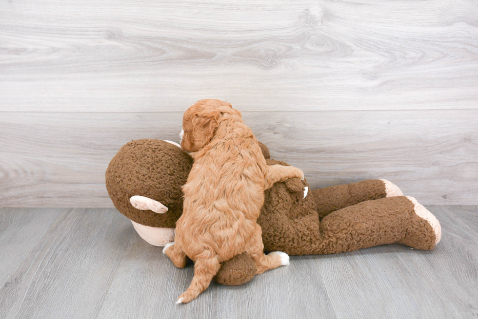 Adorable Cavoodle Poodle Mix Puppy